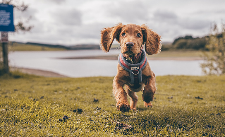 Brown puppy with floppy ears running on grass
