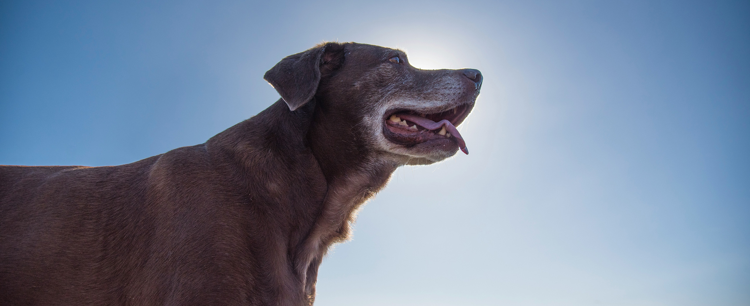 A senior labrador standing in front of the sun.