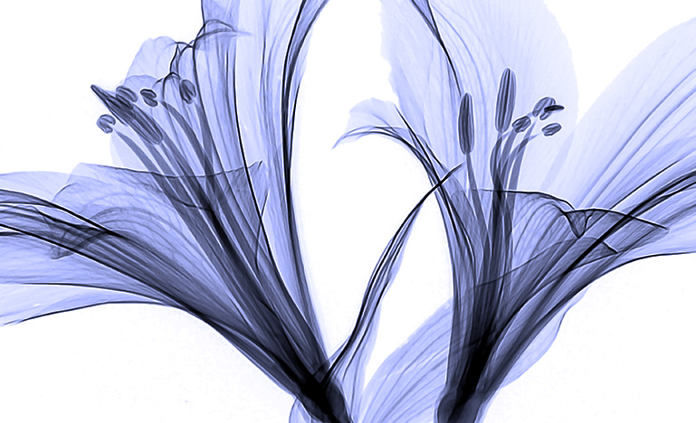 A pair of nearly transparent lilies.