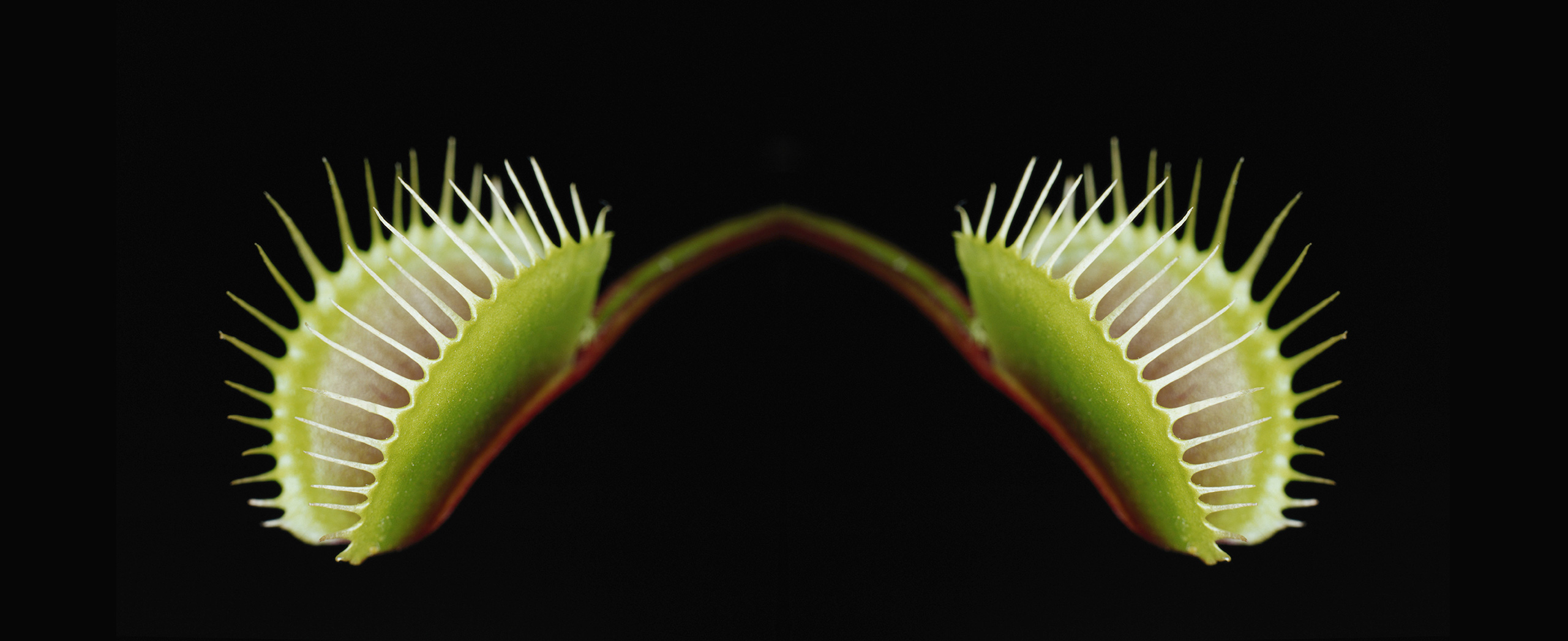 Two venus fly traps.