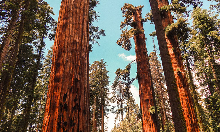 Tall redwood trees against blue sky