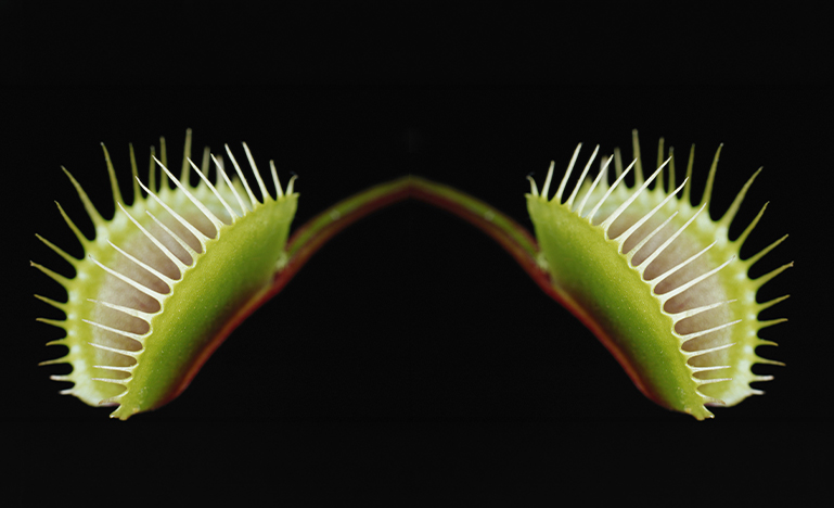 Two venus fly traps.