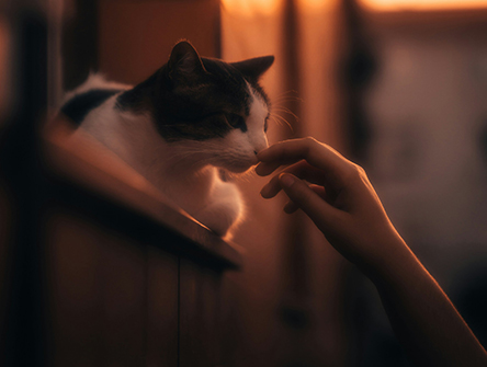 A person reaching out to a cat sitting on a windowsill.