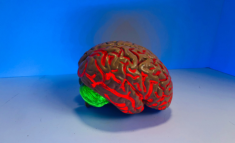 A plastic model of a human brain