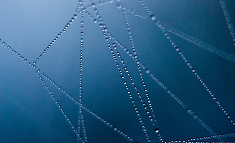 A spider web covered in drops of dew