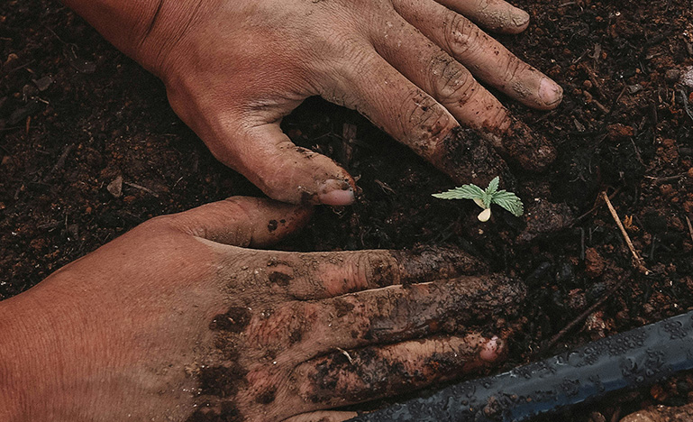 Hands in soil planting a plant