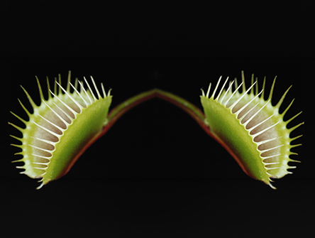 Two venus fly traps.