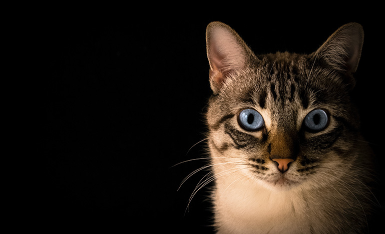 Brown tabby cat staring at camera