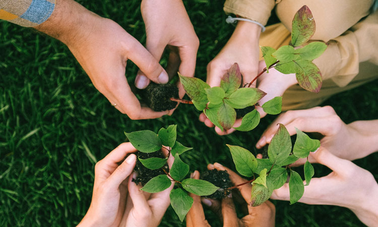 Five sets of hands holding green seedlings