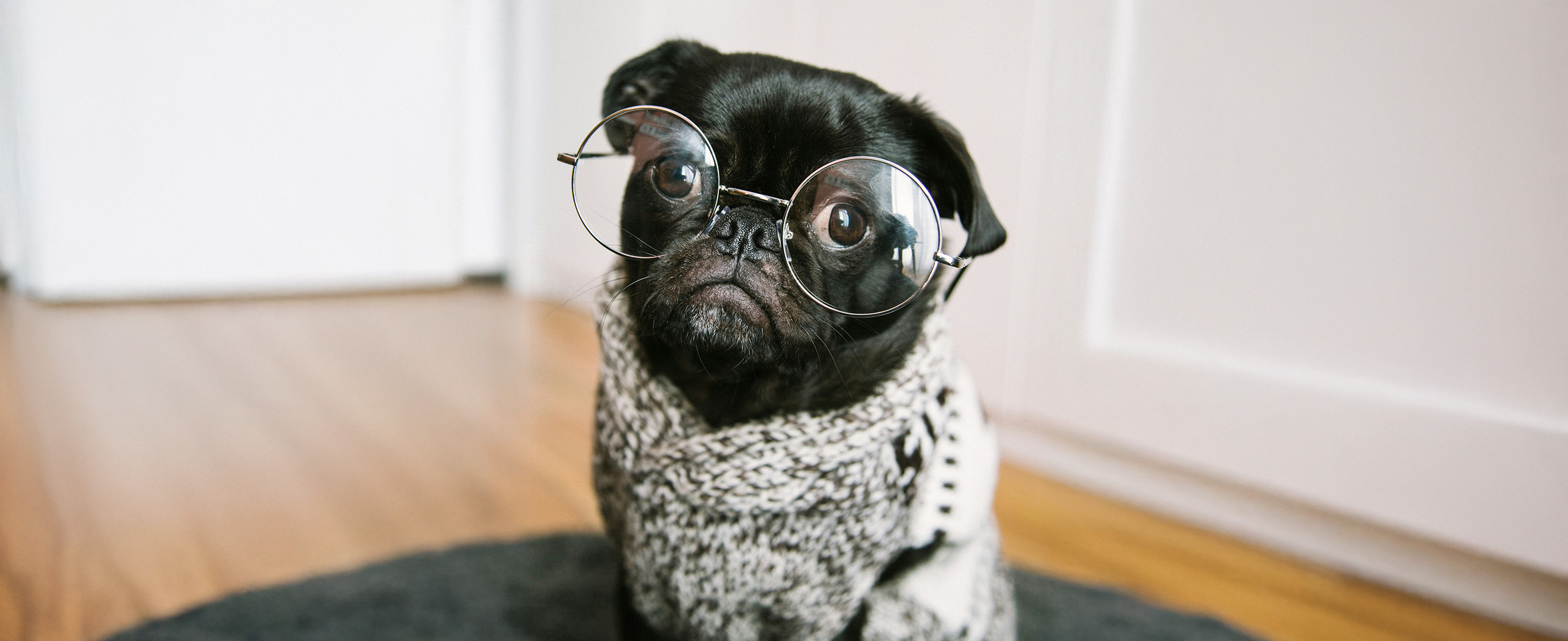 A puppy wearing a pair of round glasses and a sweater.