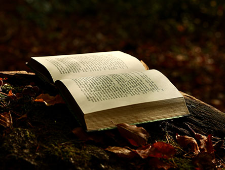 An open novel sitting on a log in a forest in autumn with leaves all around it.