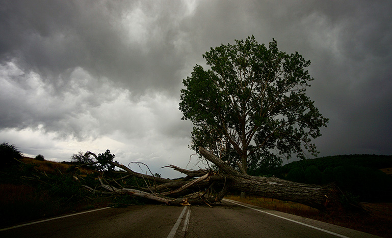 Tree fallen into the road